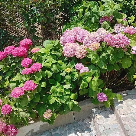 Dans Avec Jardin Privatif