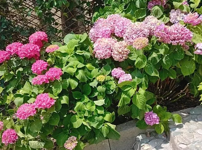 Dans Avec Jardin Privatif